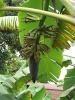Bananenpflanze - Foto: Quetzal-Redaktion, wd