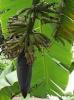 Bananenpflanze - Foto: Quetzal-Redaktion, wd