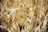 Weizen - Foto: Quetzal-Redaktion, ssc