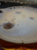 Brauerei_Riesen_Foto_Quetzal-Redaktion_gc