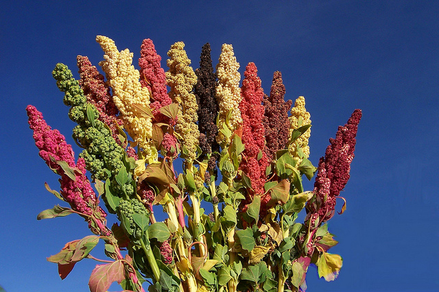 Bolivien: Quinoa Pflanze - Foto: Bioversity International, D. Astudillo