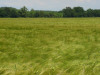 Weizenfeld - Foto: Quetzal-Redaktion, wd