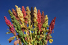 Bolivien: Quinoa Pflanze - Foto: Bioversity International, D. Astudillo