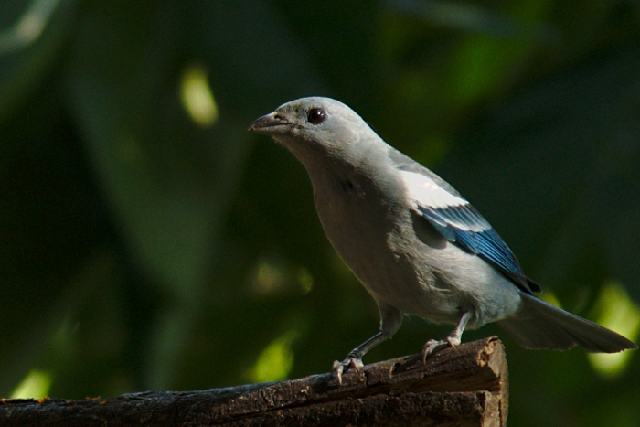 Blautangar in Kolumbien - Foto: Quetzal-Redaktion, ssc