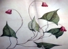 Thaddäus_Haenke_botanische_Zeichnung_Snapshot