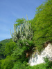 Mexiko, Wald - Bild: Quetzalredaktion_tz