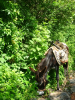 Noticias_Mexiko_Bild_Quetzal-Redaktion_tz