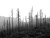 Waldbraende_Bild-Quetzal-Redaktion_am