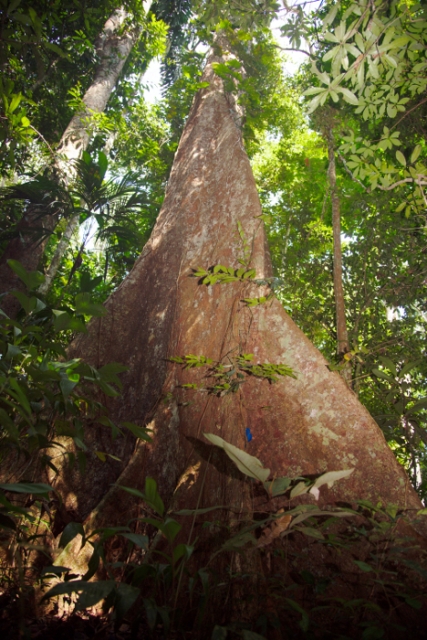 Peru: Regenwald - Foto: Quetzal-Redaktion, ssc