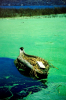 Peru - Titicacasee - Eutrophierung - Foto: Quetzal-Redaktion, ssc