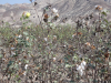 Baumwolle2_Bild_quetzalredaktion_pg