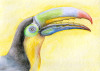 gelesen_ospina_tukan_Bild: Quetzal-Redaktion_cd