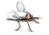 kultur_montoya_microzoologia_fliege_quetzalredaktioncd