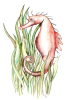 kultur_montoya_microzoologia_seepferdchen_quetzalredaktioncd